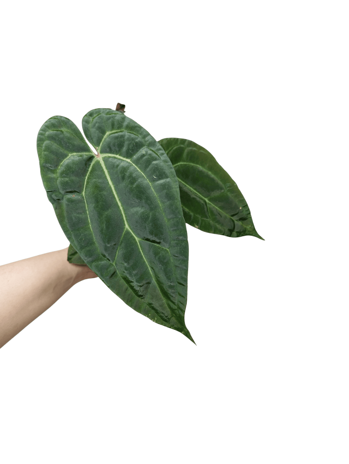 Anthurium Ace of Spades x Crystallinum Hybrid