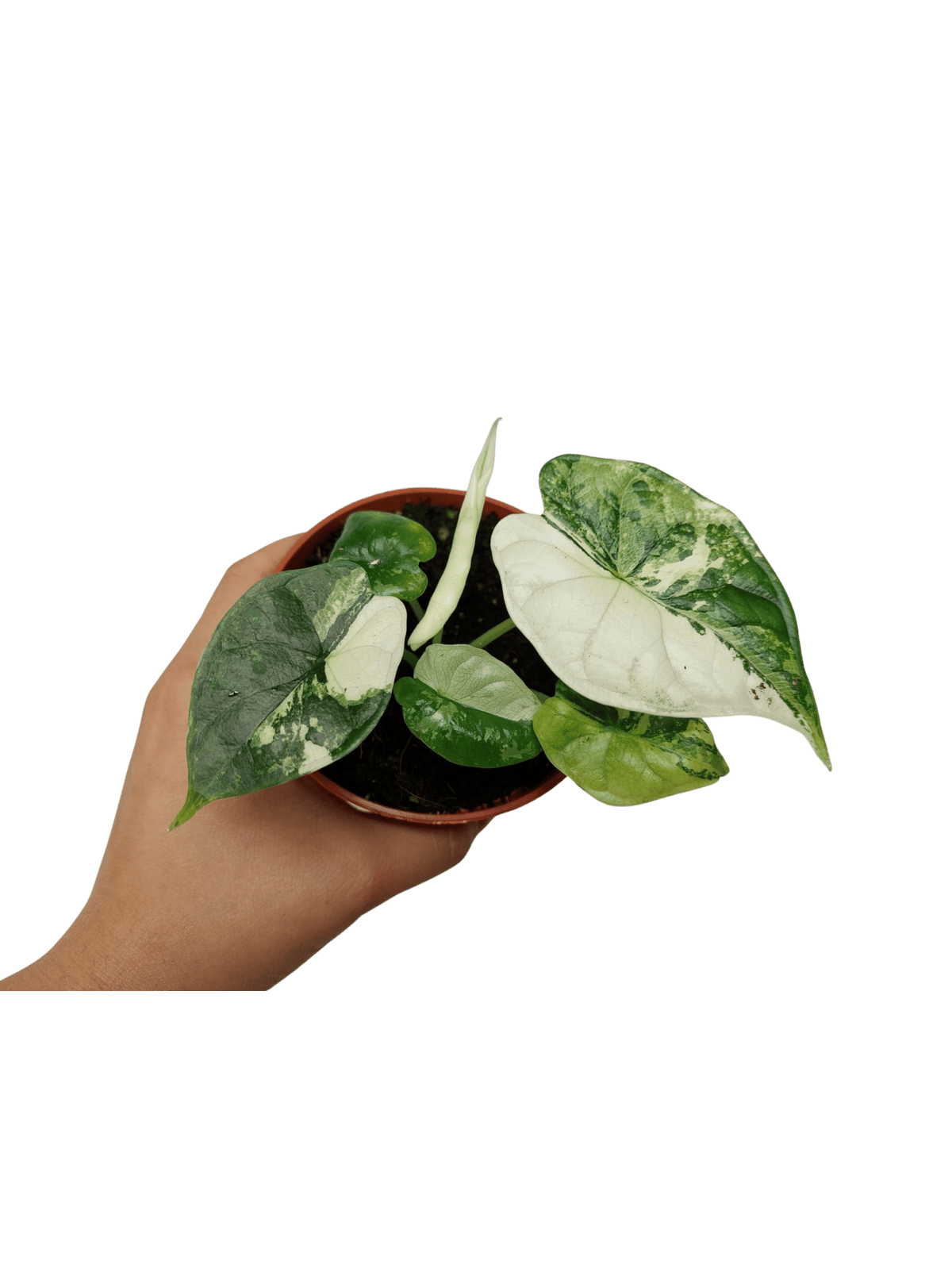 Alocasia Dragon Scale Variegata