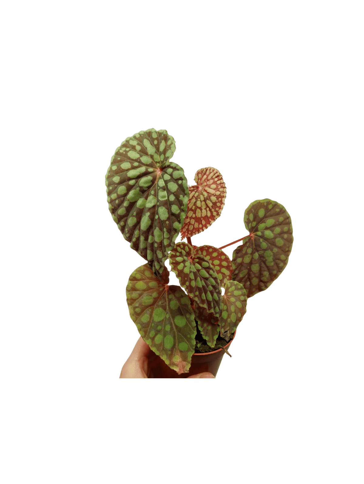 Begonia Chlorosticta