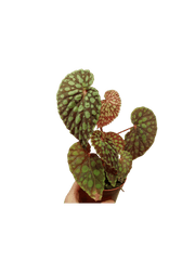 Begonia Chlorosticta