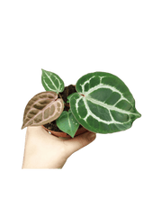 Anthurium Red Crystallinum