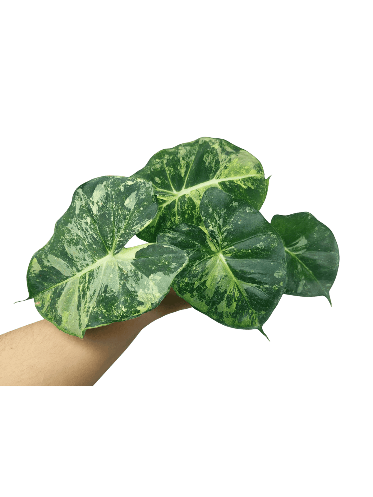 Alocasia Frydek Round Variegata