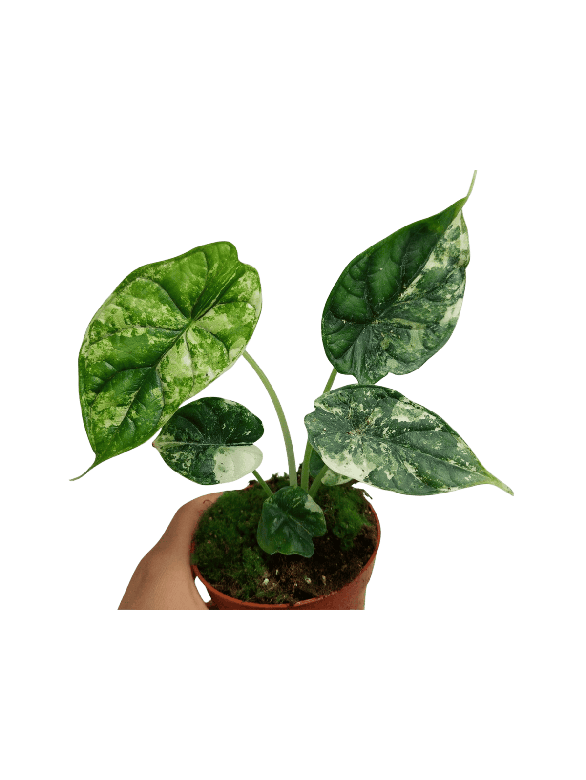 Alocasia Dragon Scale Variegata