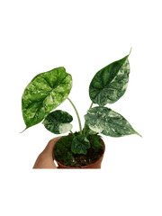 Alocasia Dragon Scale Variegata