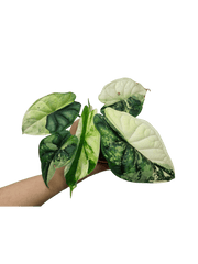 Alocasia Dragon Scale Variegata