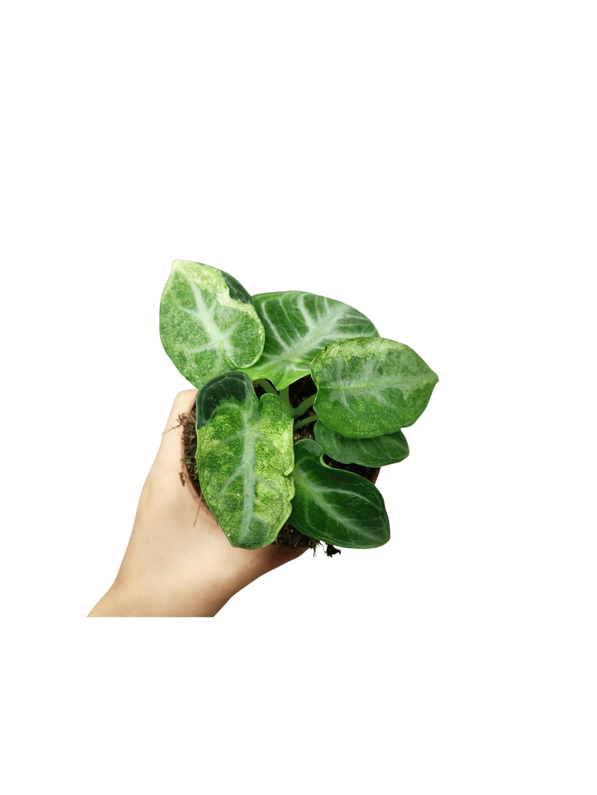 Alocasia Ninja Tricolor
