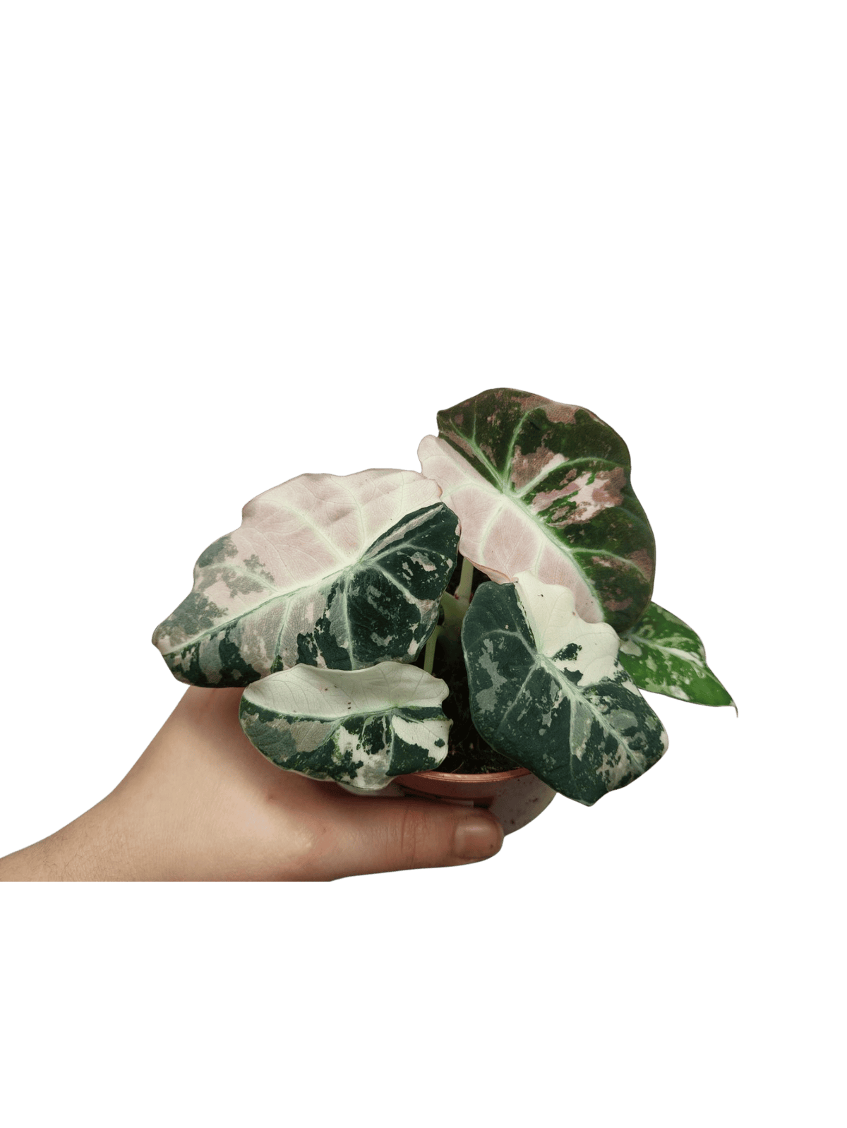 Alocasia Black Velvet Pink Variegata