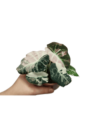 Alocasia Black Velvet Pink Variegata