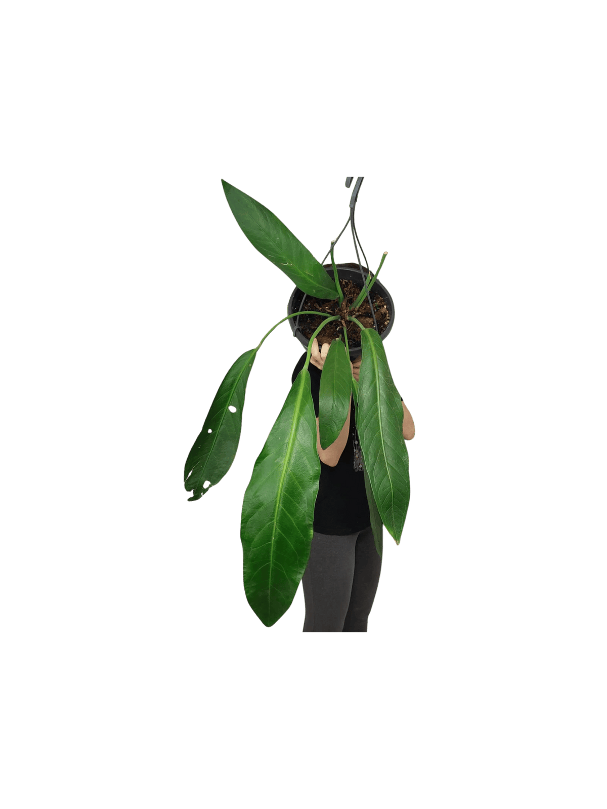 Anthurium Big Bill