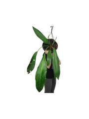 Anthurium Big Bill