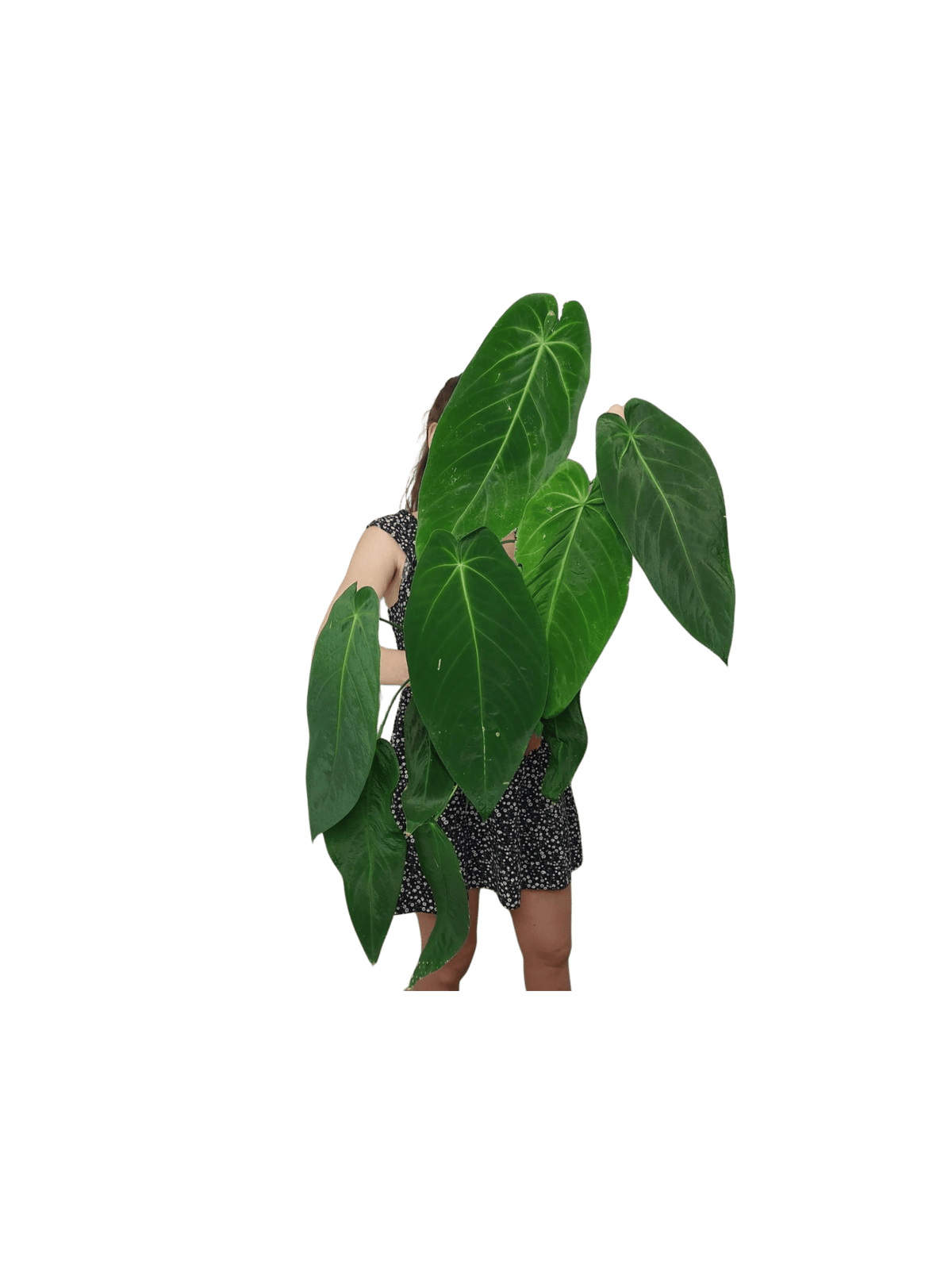 Anthurium Warocqueanum x Waterburyanum