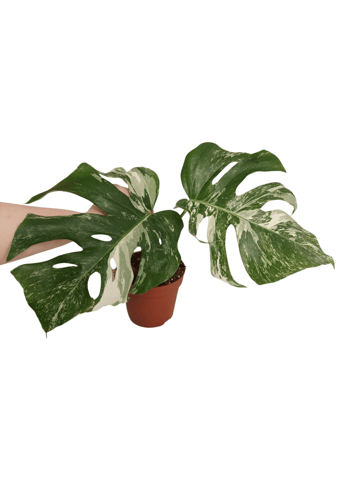 Monstera Variegata Stecklinge eingetopft