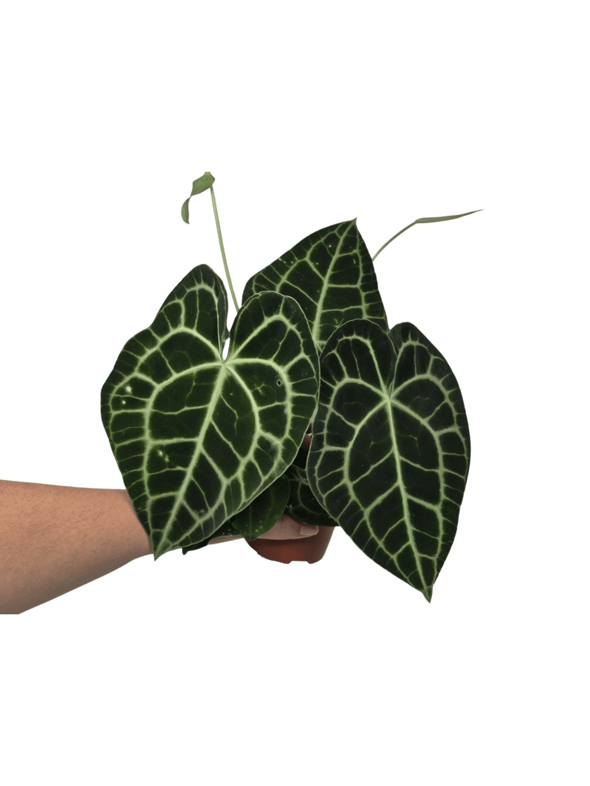 Anthurium Clarinervium