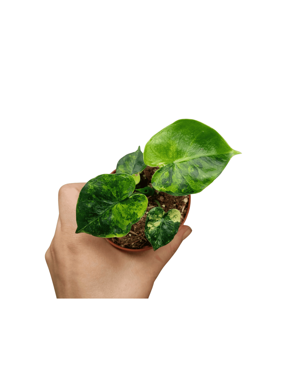 Alocasia Frydek Round Aurea (zum aussuchen)