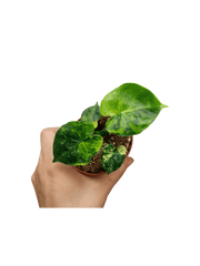 Alocasia Frydek Round Aurea (zum aussuchen)