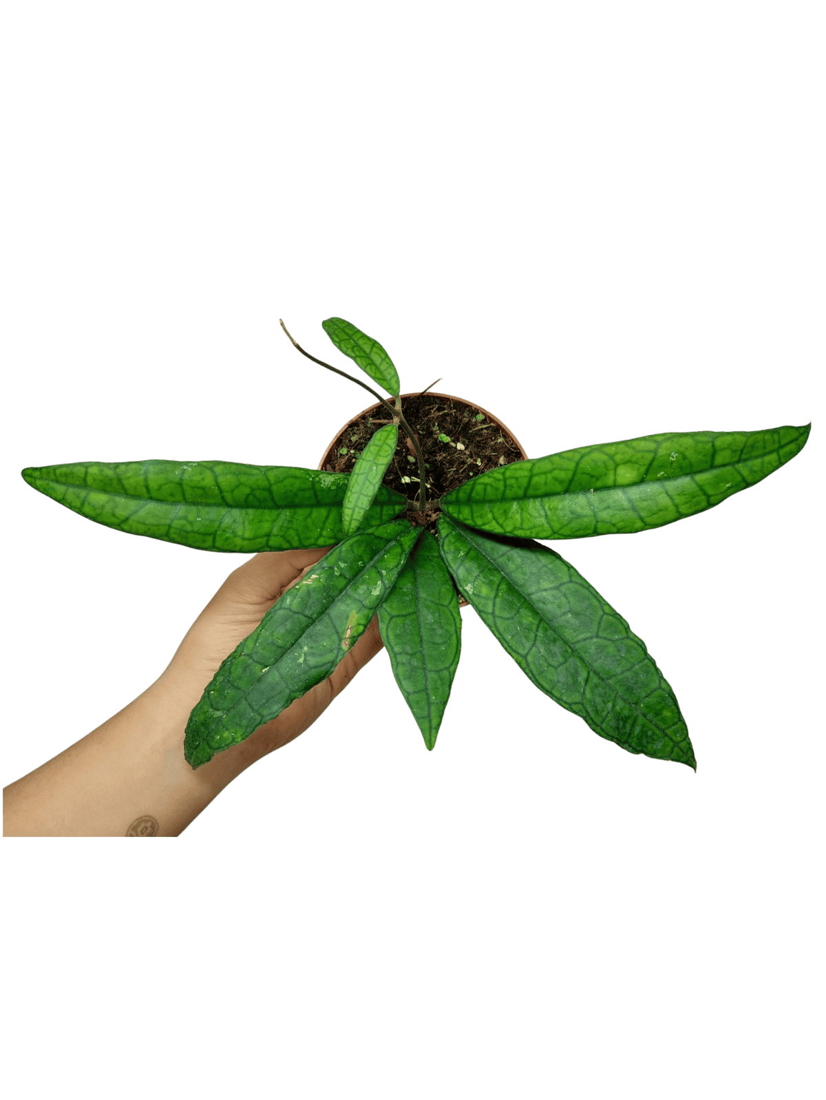 Hoya Finlaysonii Sukirin