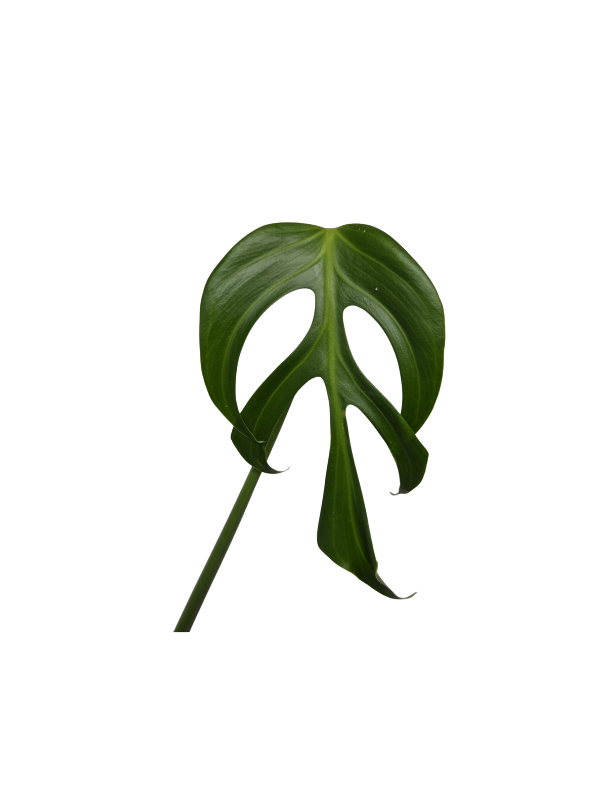 Monstera Burle Marx Flame Steckling Adult