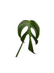 Monstera Burle Marx Flame Steckling Adult