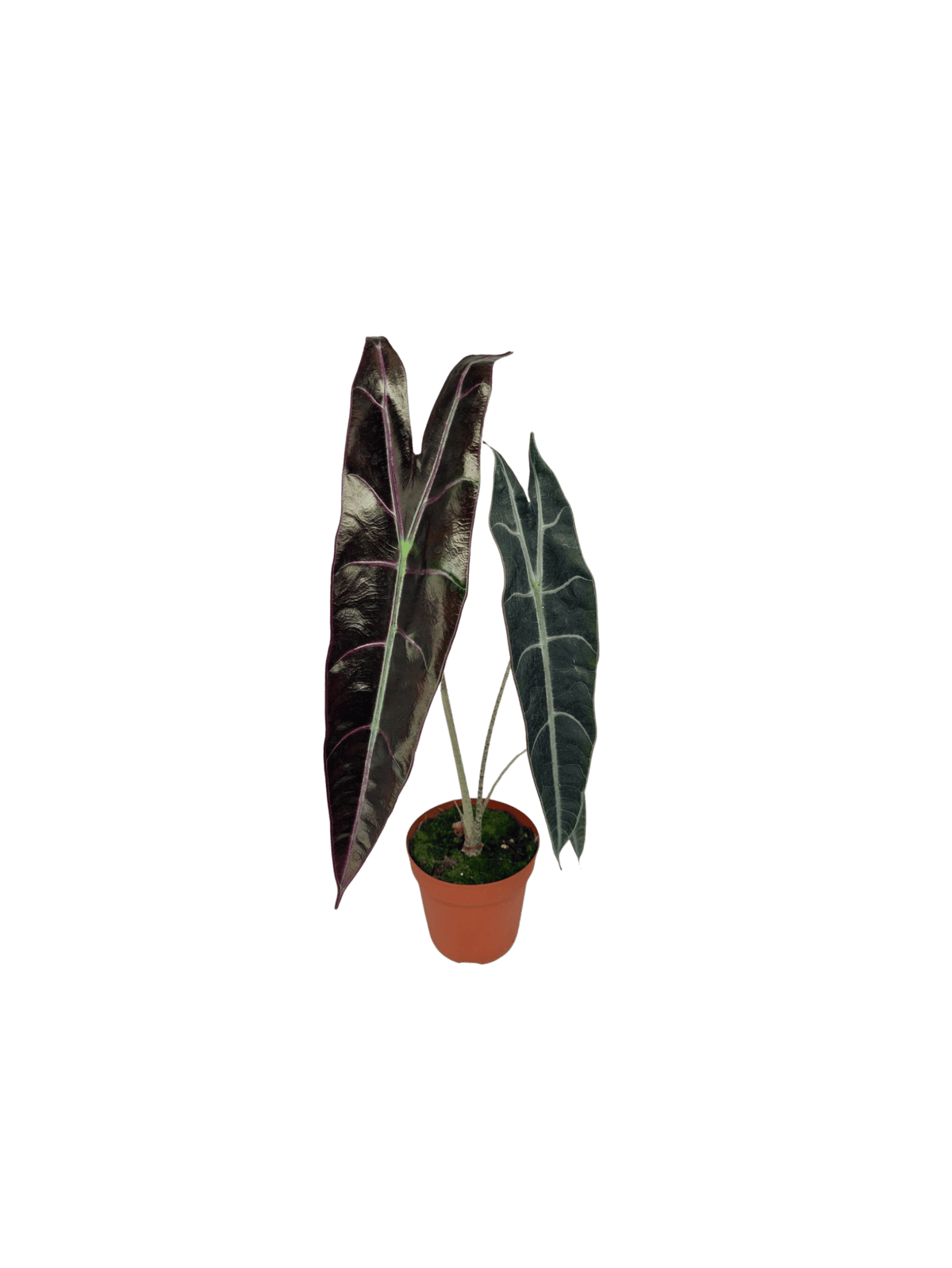 Alocasia Longiloba Purple