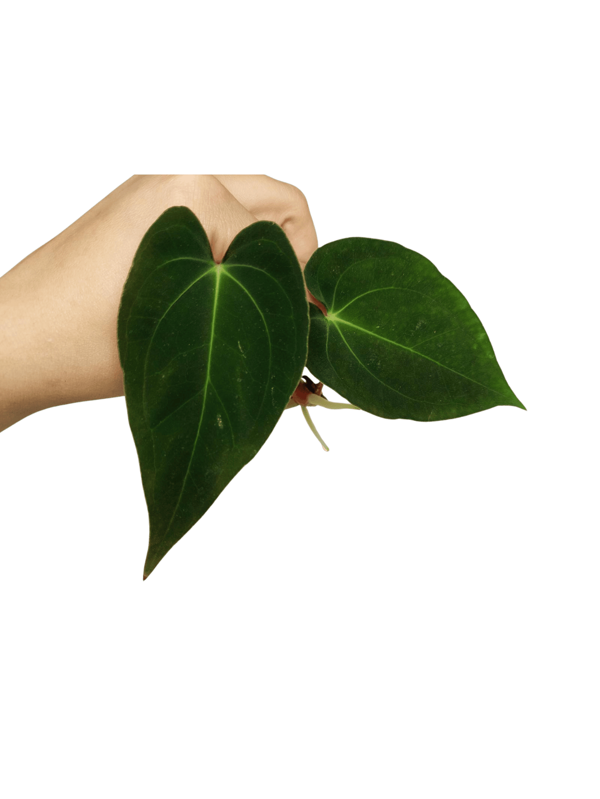 Anthurium Papillilaminum
