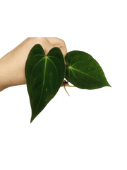 Anthurium Papillilaminum