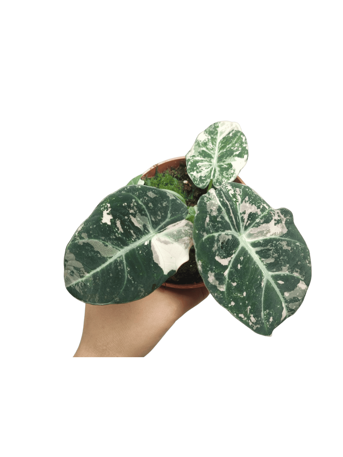 Alocasia Black Velvet Pink Variegata