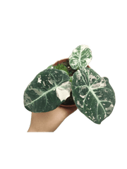 Alocasia Black Velvet Pink Variegata