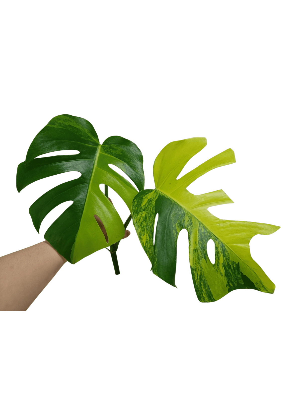 Monstera Aurea Steckling