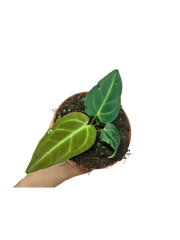 Anthurium Regale