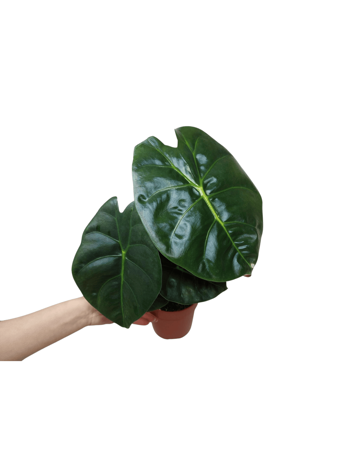 Alocasia Golden Bone