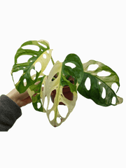 Monstera Adansonii Variegata