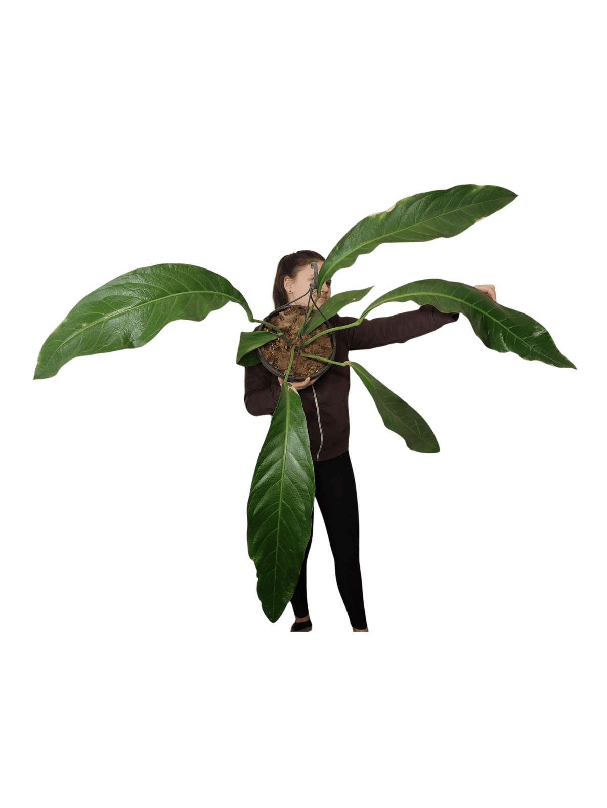 Anthurium Big Bill XXL