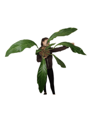 Anthurium Big Bill XXL