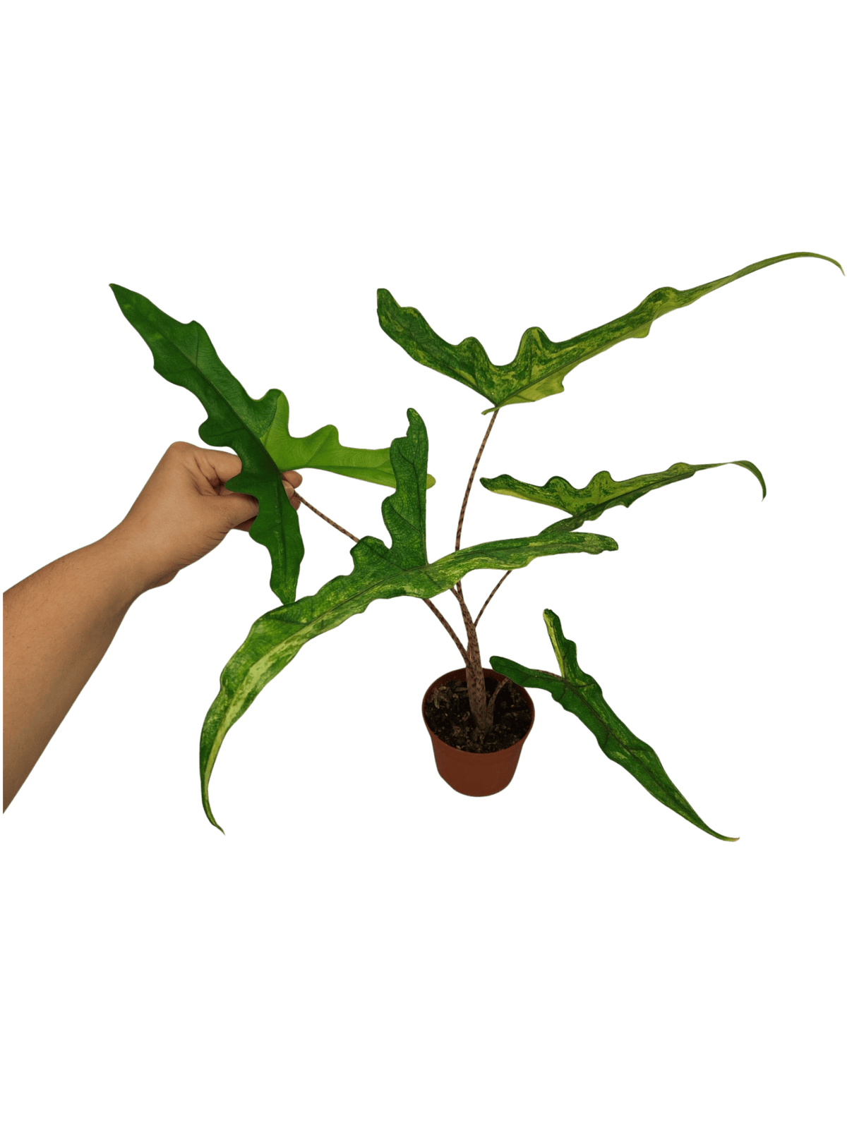 Alocasia Sabrina Aurea