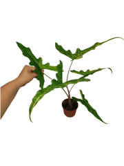 Alocasia Sabrina Aurea