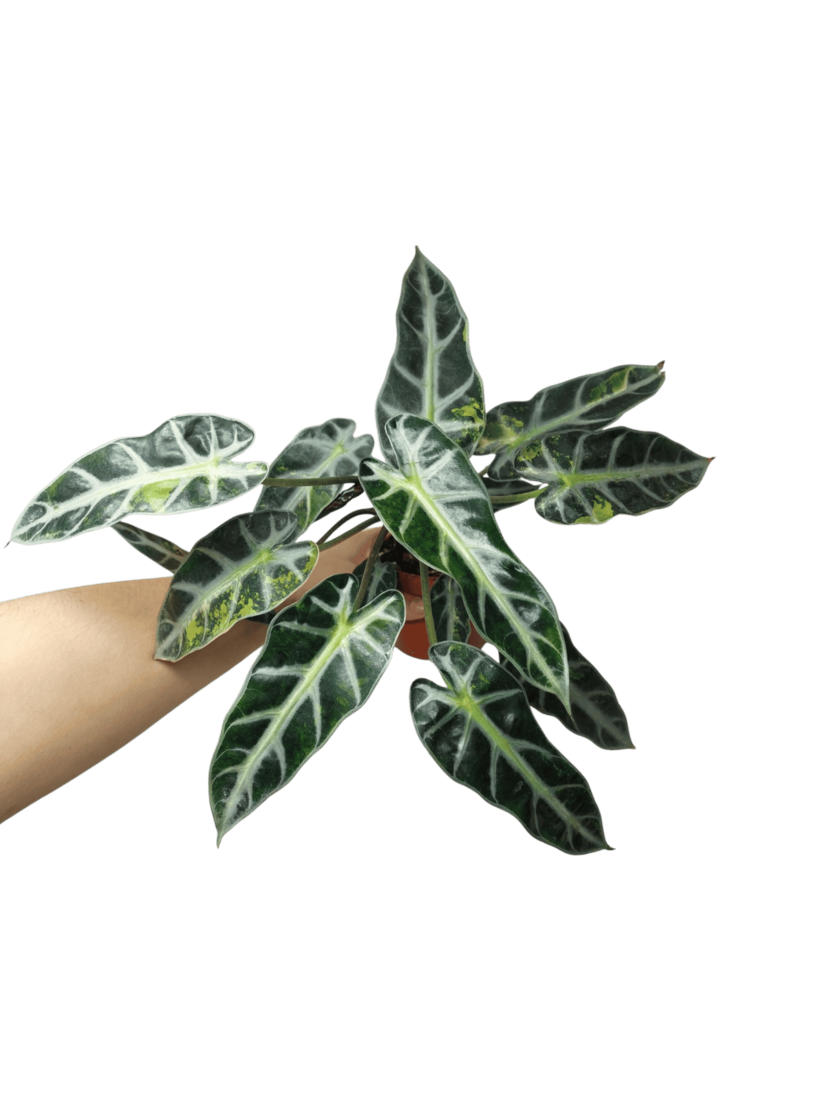 Alocasia Bambino Aurea