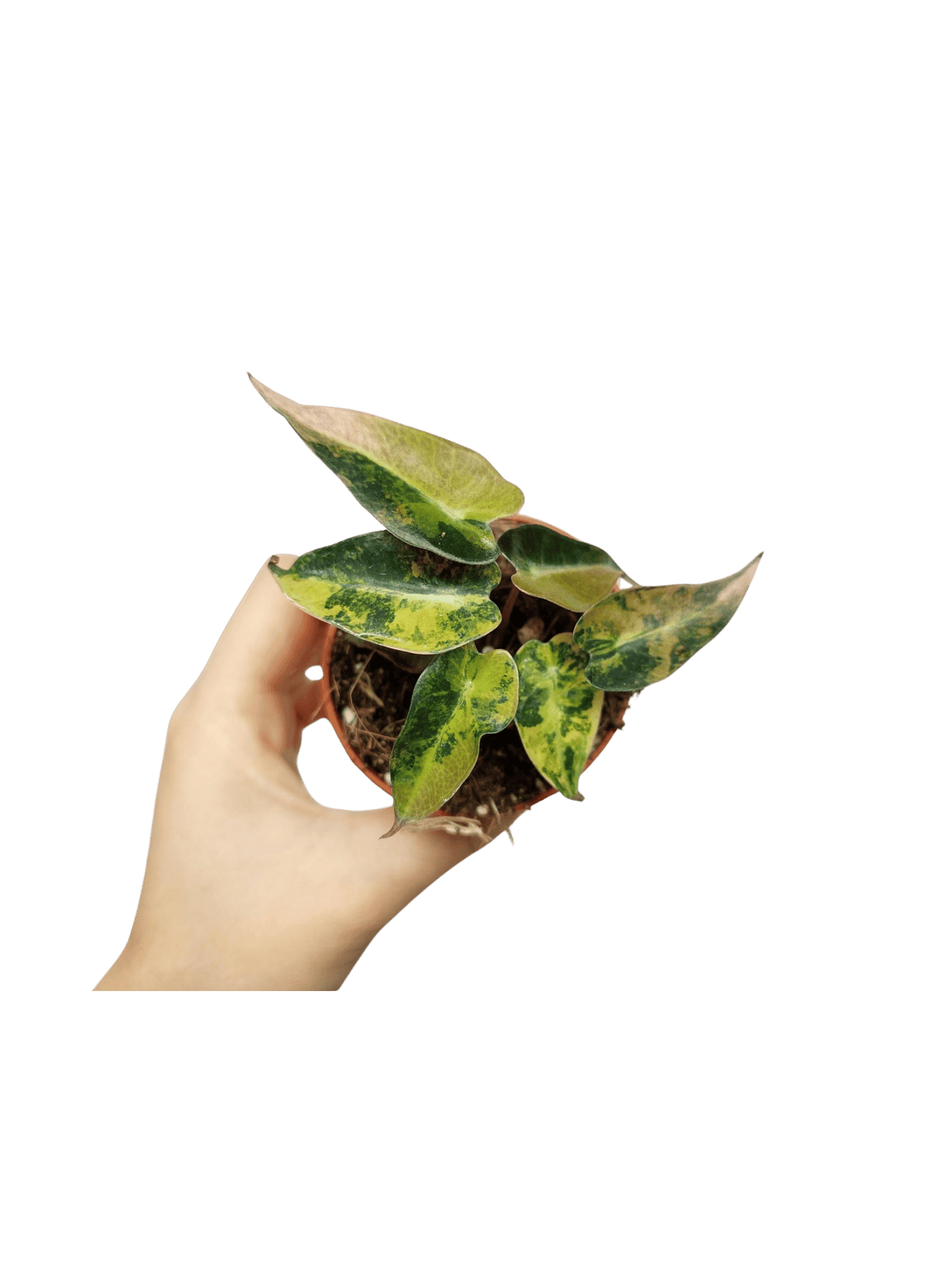 Alocasia Bambino Aurea