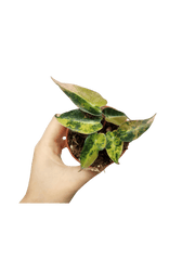 Alocasia Bambino Aurea