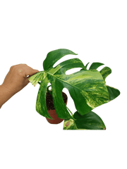 Monstera Aurea Stecklinge