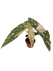Begonia Maculata Pink Variegata