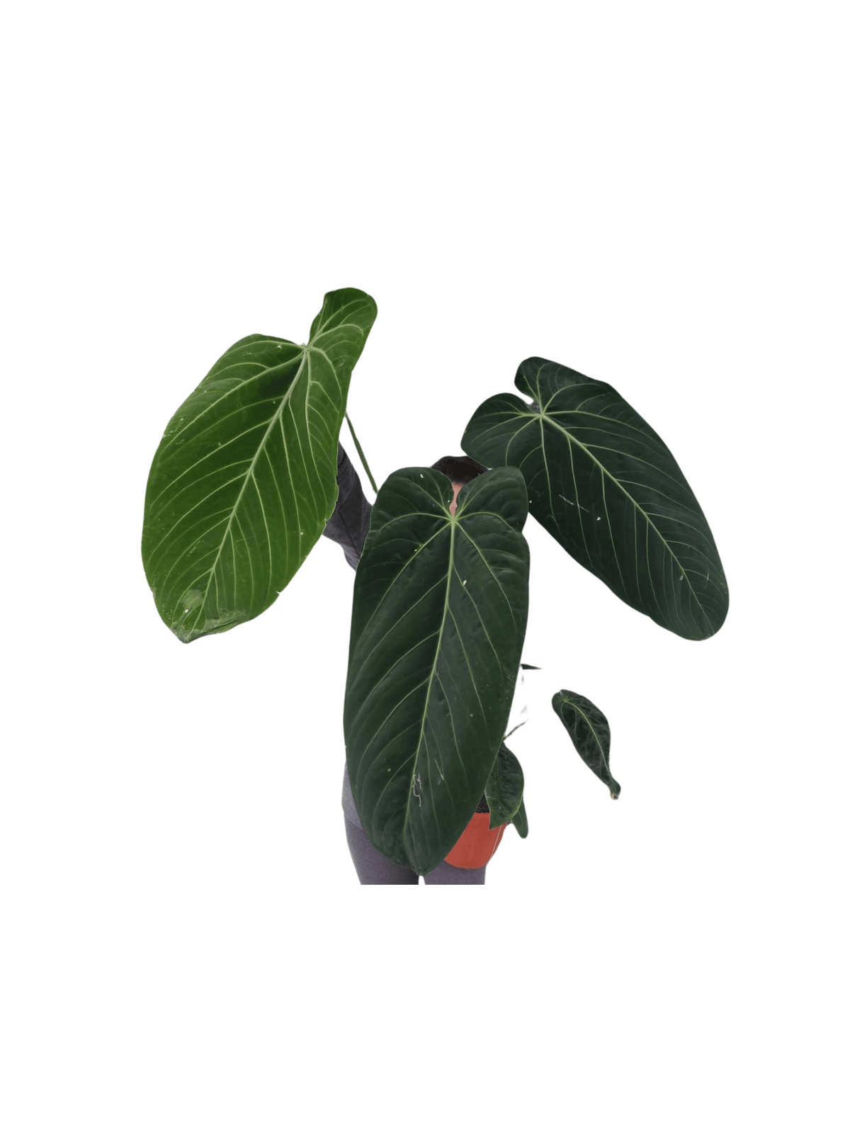 Anthurium Warocqueanum Hybrid groß