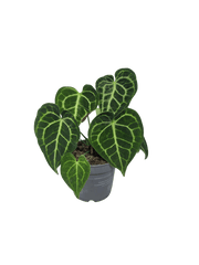 Anthurium Clarinervium mit spontaner Panaschierung