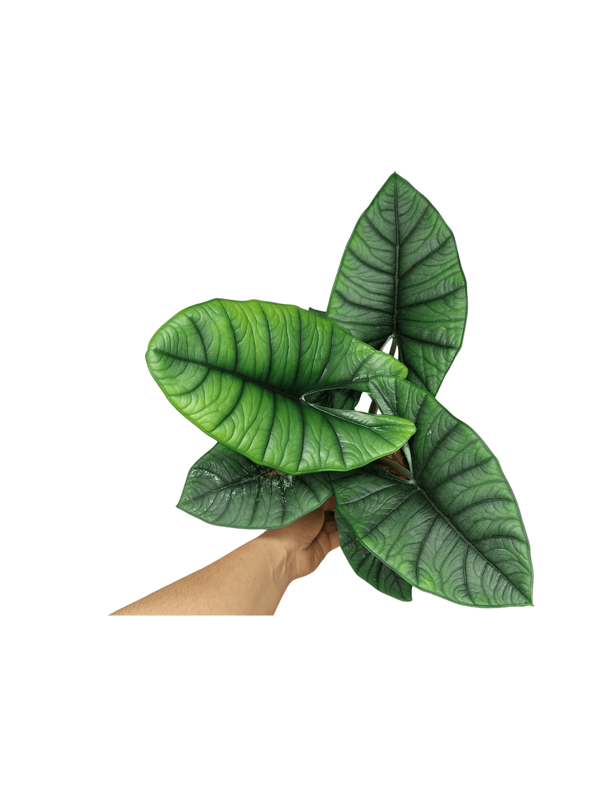 Alocasia Platinum groß