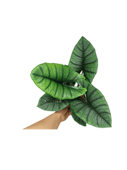 Alocasia Platinum groß