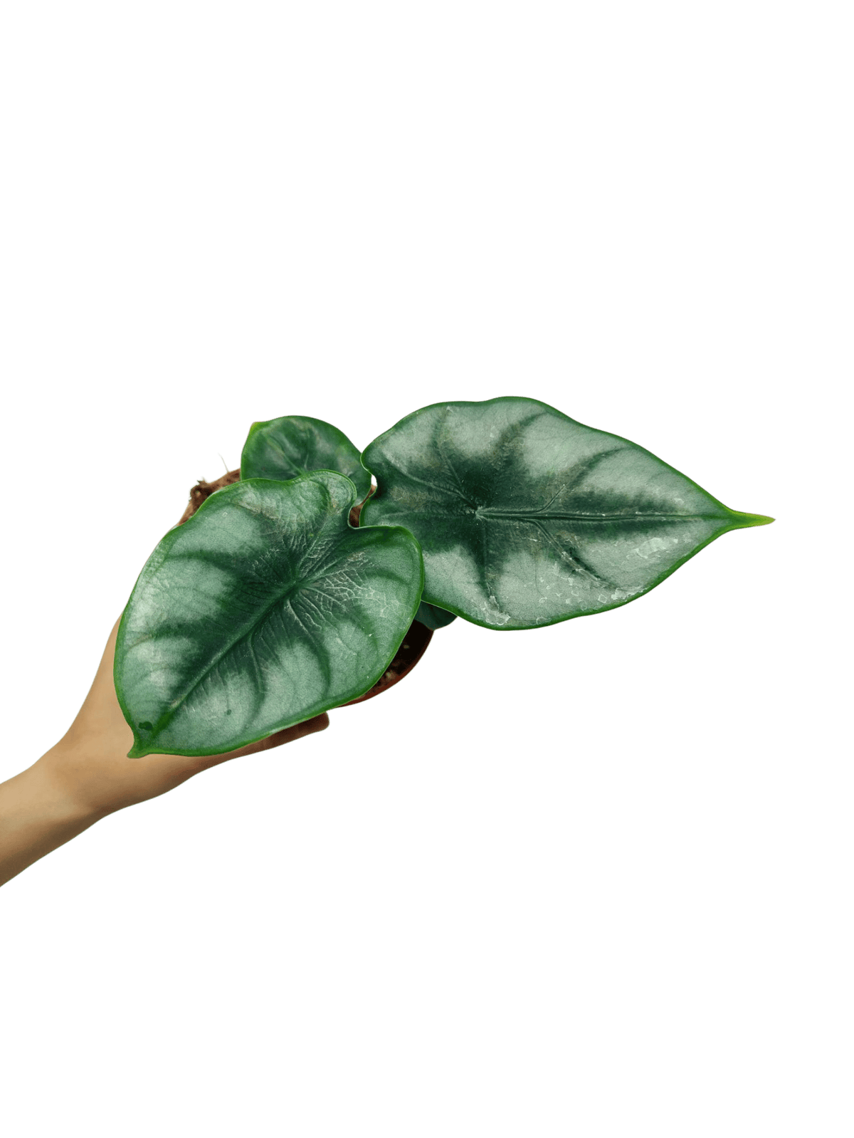 Alocasia Reversa