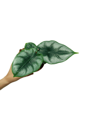 Alocasia Reversa