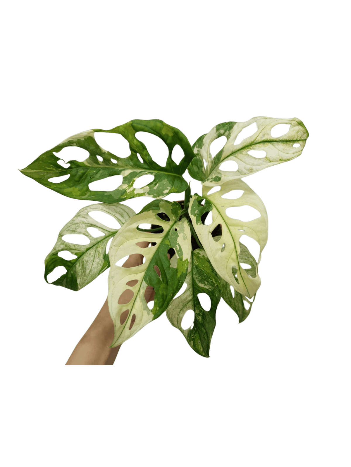 Monstera Adansonii Variegata