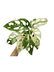 Monstera Adansonii Variegata