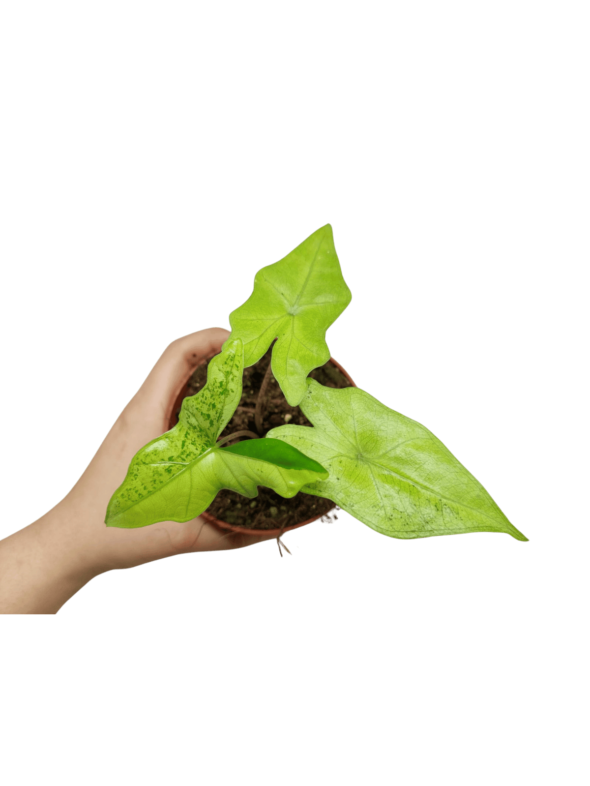 Alocasia Batwing Ghost