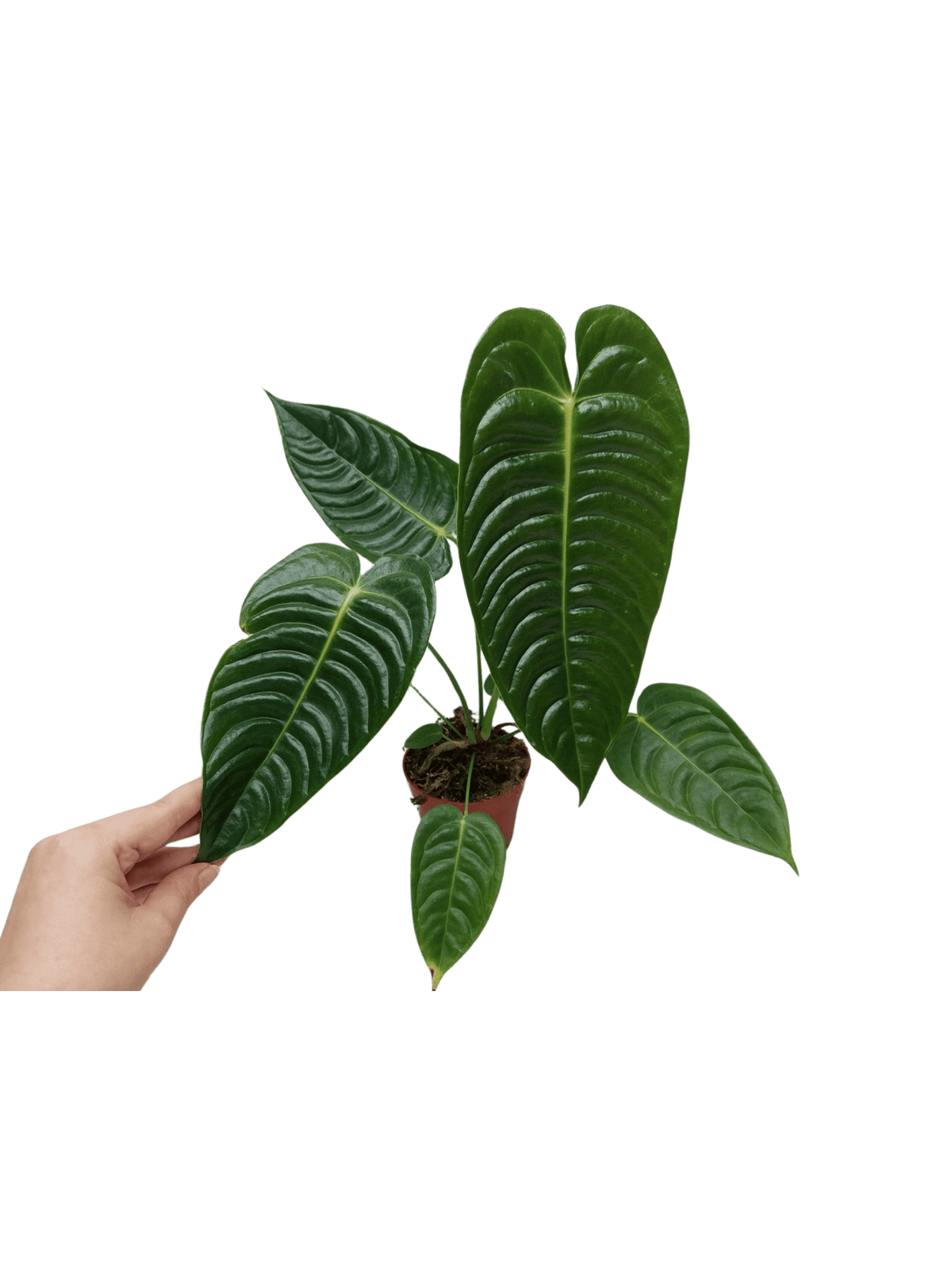 Anthurium Veitchii Narrow